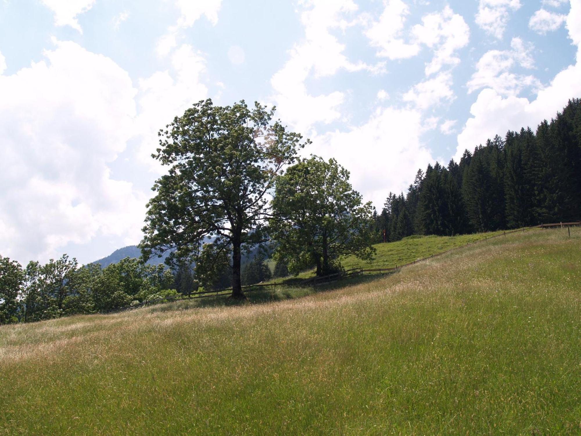 Pension Talblick In Waengle Bei Reutte Exterior photo